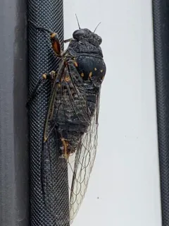 Somber Cicada thumbnail 3