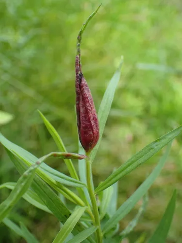 Dasineura carbonaria