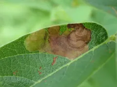 Desmodium Leaf-mining Beetle thumbnail 2