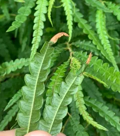 Parornix peregrinaella thumbnail 2