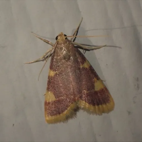 Clover Hayworm Moth