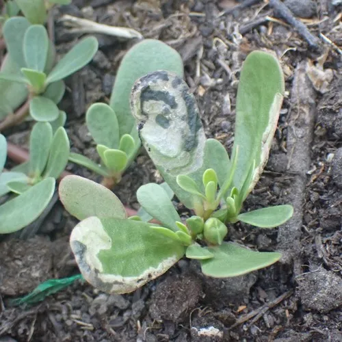 Purslane sawfly