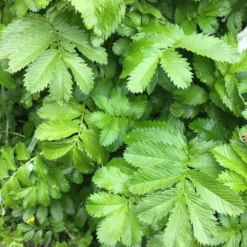 Pacific silverweed