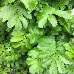 Pacific silverweed thumbnail 1