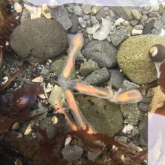Lightbulb Tunicate thumbnail 2
