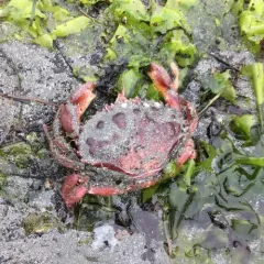 Pacific Rock Crab thumbnail 3