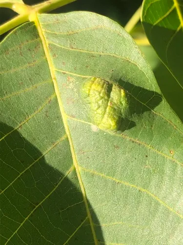 Walnut Blister Mite