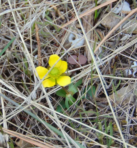Utah buttercup
