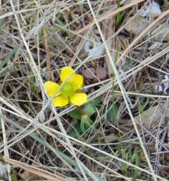 Utah buttercup thumbnail 1