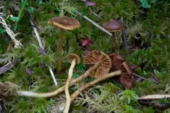 Cortinarius tubarius thumbnail 4