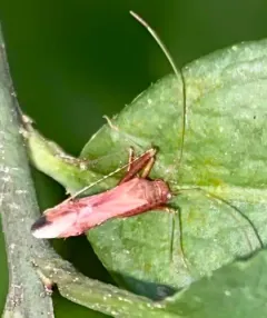 Paraxenetus guttulatus thumbnail 3