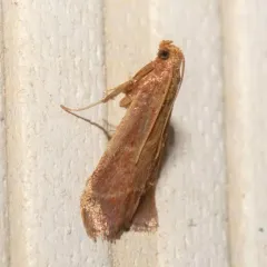 Posturing Arta Moth thumbnail 4