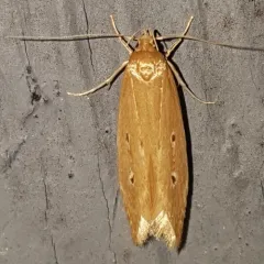 Shy Cosmet Moth thumbnail 4