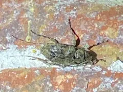 Astylidius parvus thumbnail 2