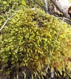 Goose Egg Moss thumbnail 4
