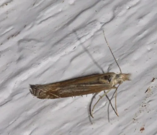 white-border neb