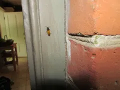 Ampedus vitiosus thumbnail 4
