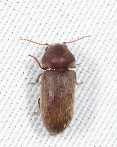Euvrilletta peltata