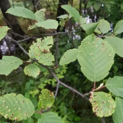 Alder Leaf Gall Mite thumbnail 4