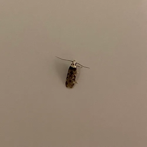 White-shouldered House Moth