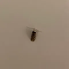 White-shouldered House Moth thumbnail 1