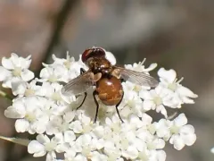 Gymnoclytia occidentalis thumbnail 2