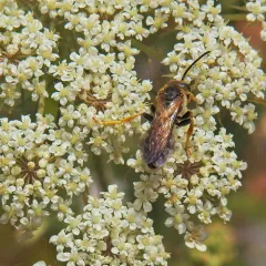 Wide-striped Sweat Bee thumbnail 2