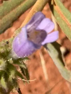 Absaroka Range Beardtongue thumbnail 2