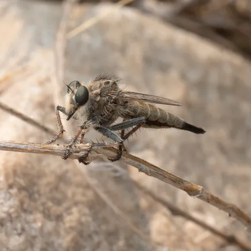 Great Plains Hammertail