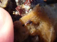 Cerithiopsis stejnegeri thumbnail 1