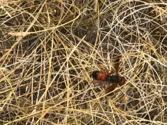 Eucerceris superba thumbnail 4