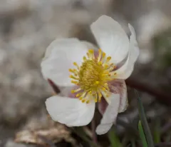 Anderson's buttercup thumbnail 3