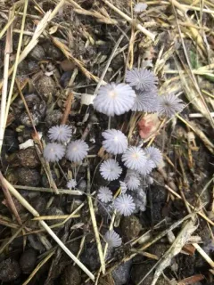 Coprinellus heptemerus thumbnail 3