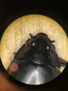 Dineutus hornii thumbnail 4