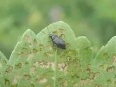 Black-headed Systena thumbnail 3