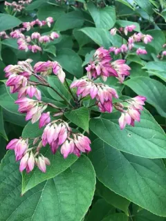 Harlequin glorybower thumbnail 1