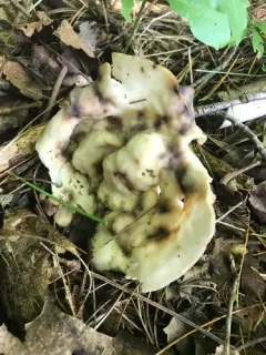 Helvella costifera thumbnail 2