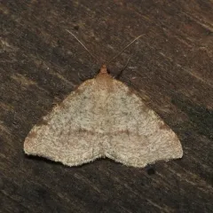 Macaria occiduaria thumbnail 3