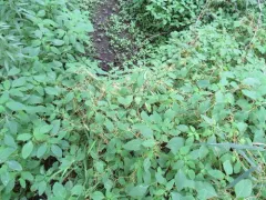 Dodder Gall Weevil thumbnail 4