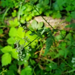 upright hedge-parsley thumbnail 4