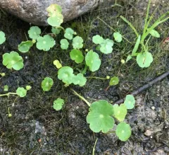 manyflower marshpennywort thumbnail 4