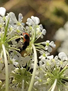 Collops versatilis thumbnail 2
