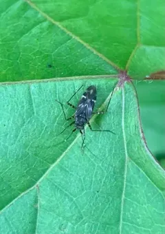Cylapus tenuicornis thumbnail 4