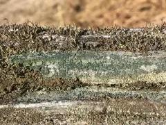 Board Lichen thumbnail 4