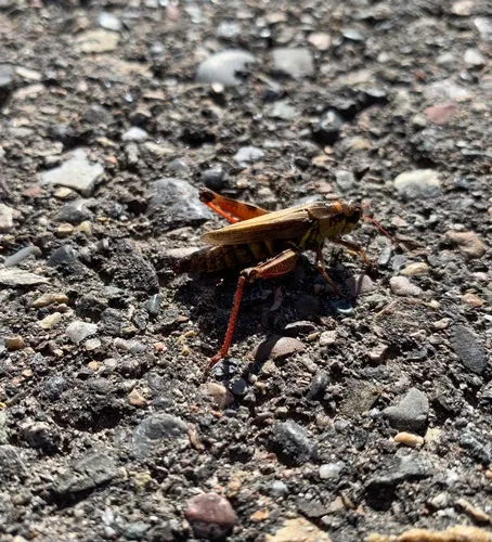 Northern Spur-throat Grasshopper