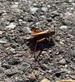 Northern Spur-throat Grasshopper thumbnail 1