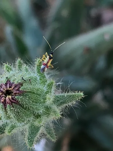Phacelia Plant Bug