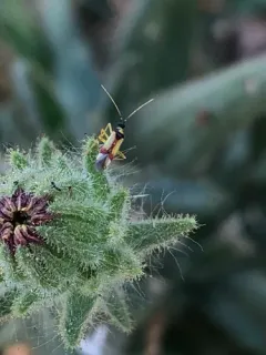 Phacelia Plant Bug thumbnail 1