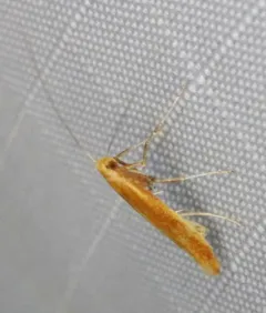 Caloptilia alnicolella thumbnail 2