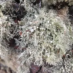 Farinose Cartilage Lichen thumbnail 2